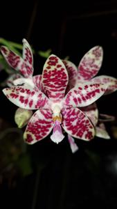 Phalaenopsis Gentleman Jack