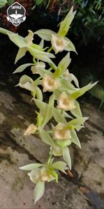 Catasetum Heloisa S. Capellato