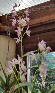 Dendrobium Ella Victoria Leaney