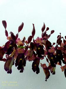 Dendrobium Rinaldi