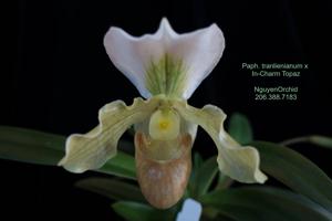 Paphiopedilum Elsa de Matienzo