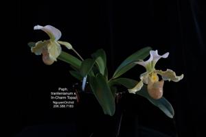 Paphiopedilum Elsa de Matienzo