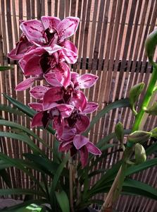 Cymbidium Pixie Lace