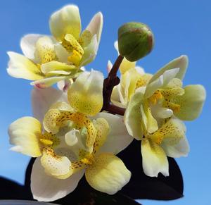 Phalaenopsis Tydares Stuart