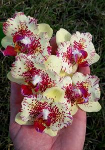 Phalaenopsis I-Hsin Spot Leopard