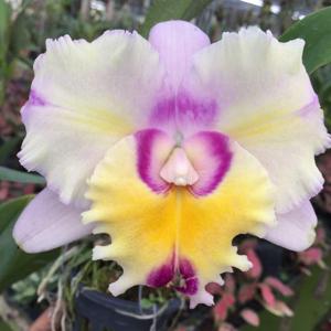 Rhyncholaeliocattleya Thaksina Candy