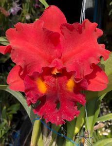 Cattleya Red Diamond