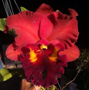Cattleya Red Diamond