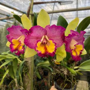 Rhyncholaeliocattleya Star Platinum