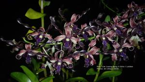 Dendrobium Lim Loong Keng-Otto I. Leidin