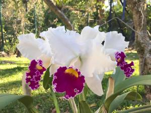 Rhyncholaeliocattleya Soh Ah Tee