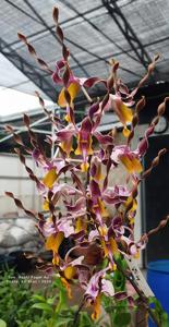 Dendrobium Ranti Pager Aji