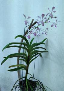 Vandachostylis Tien-Cheng Blueberry