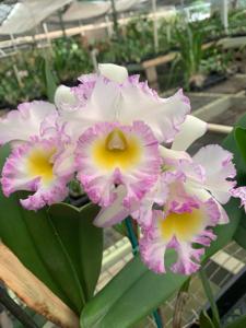 Rhyncholaeliocattleya Mahina Yahiro