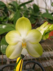 Phalaenopsis Zheng Min Zircon