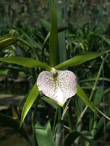 Brassocattleya Nakornpathome Silver