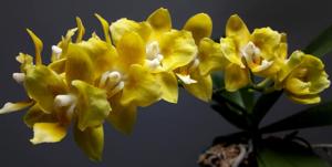 Phalaenopsis Younghome Golden Pixie