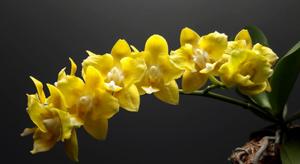 Phalaenopsis Younghome Golden Pixie