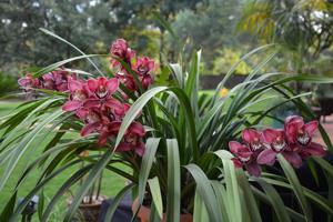 Cymbidium Red Beauty