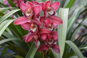 Cymbidium Red Beauty