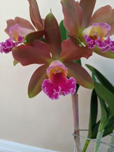 Rhyncholaeliocattleya Akiko Sato