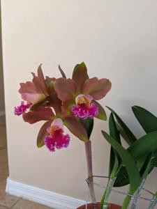 Rhyncholaeliocattleya Akiko Sato