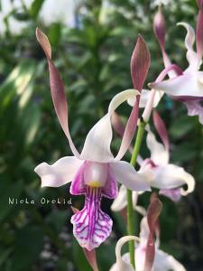 Dendrobium Nicha Chumphon