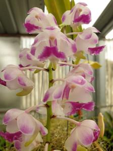 Aerides Korat Koki