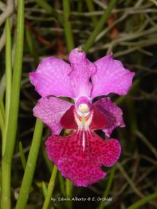 Papilionanda Josephine Black