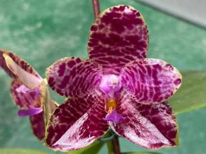 Phalaenopsis Mainshow Tiger