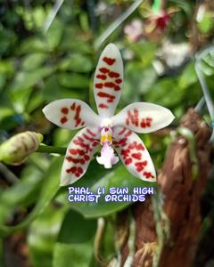 Phalaenopsis Li Sun High