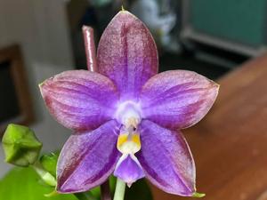 Phalaenopsis Mituo Reflex Dragon