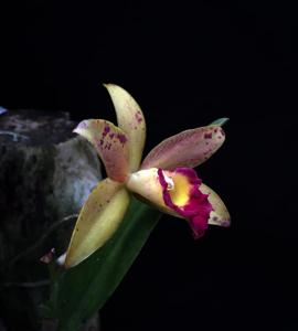 Brassocattleya Rustic Spots