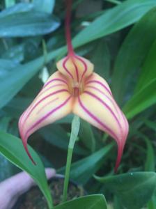 Masdevallia Ignizana