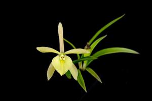 Brassoepidendrum Green Dragon-nodosa