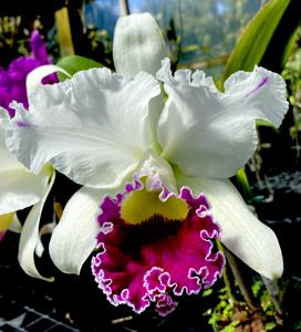 Cattleya Orglade's Grand