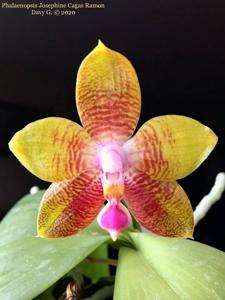 Phalaenopsis Josephine Cagas Ramon