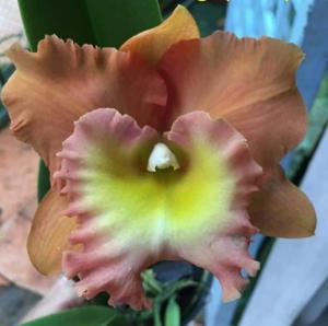 Rhyncholaeliocattleya Memoria Buranapan Nikom