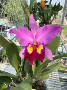 Cattleya Ben Hur