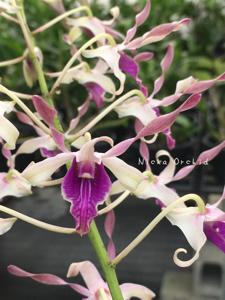 Dendrobium Nicha Princess Twilight