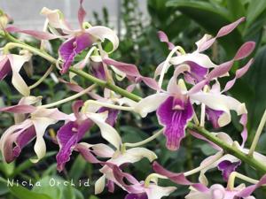 Dendrobium Nicha Princess Twilight