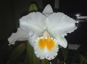 Cattleya Alfresco