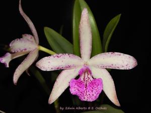 Brassocattleya Beverly Matherne