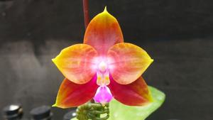 Phalaenopsis Zheng Min Bunun