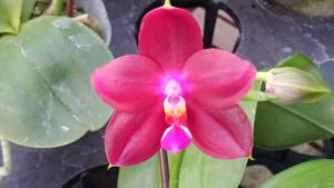 Phalaenopsis Zheng Min Bunun