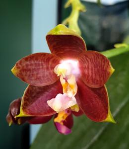 Phalaenopsis SM Antich Supernova