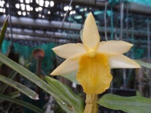 Dendrobium Chanee Thong