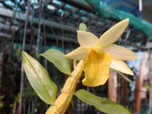 Dendrobium Chanee Thong