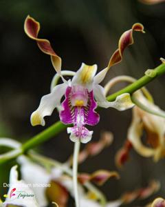 Dendrobium Shincee