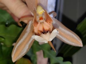 Coelogyne Orchideengarten Clara